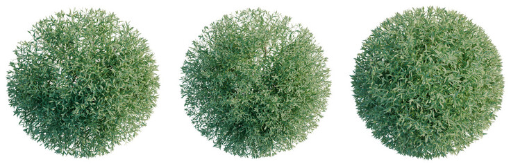 Salix purpurea tree plan, top view, cutout, transparent background 4K PNG, isolate 