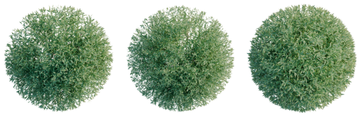 Salix purpurea tree plan, top view, cutout, transparent background 4K PNG, isolate 