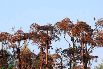 A dried Sosnowskyi fern inflorescence against a blue sky in late summer