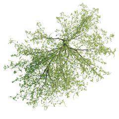 Salix tristis tree plan, top view, cutout, transparent background, isolate, good for architecture visualization, Green tree branches seen from above, lush foliage for spring and summer designs © DH Tree Stock