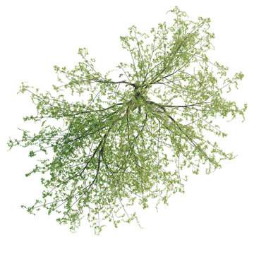 Salix tristis tree plan, top view, cutout, transparent background, isolate, good for architecture visualization, Green tree branches seen from above, lush foliage for spring and summer designs