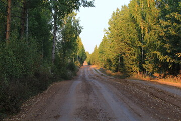 Obraz premium A concrete slab road through the forests of northeastern Europe in late summer