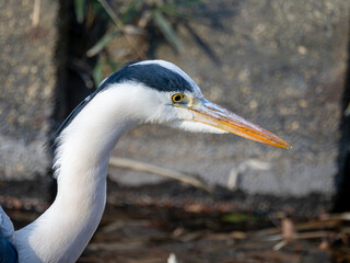 アオサギ、頭部のアップ