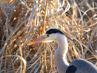 アオサギ、頭部のアップ