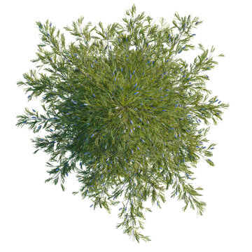 Tsuga mertensiana tree plan, top view, cutout, transparent background, isolate, good for architecture visualization, Cedar Branch with Blue Berries - Natural Evergreen Conifer Foliage Element