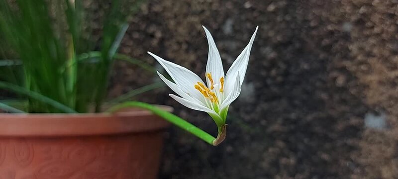 Zephyranthes (Fairy lily or rainflower or zephyr lily) with green leaves on background. Parts of Zephyranthes, such as bulbs and leaves, are used in traditional medicine.