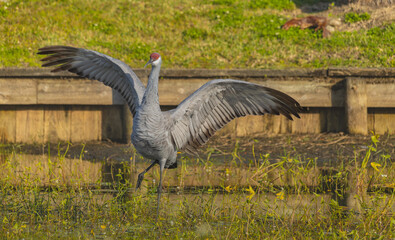 A solo sandhill crane stands with its wings spread wide, creating a powerful and striking display. The extended wings showcase detailed feathers and a sense of balance and strength. Set against a natu