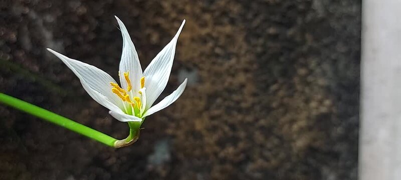 Zephyranthes (Fairy lily or rainflower or zephyr lily) with green leaves on background. Parts of Zephyranthes, such as bulbs and leaves, are used in traditional medicine.