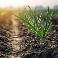 Young Green Onions Sprouting in Spring Field at Sunset