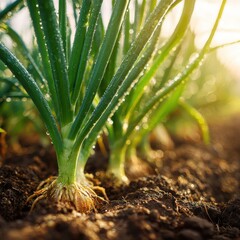 Fresh Green Spring Onions Growing Healthy in Rich Dark Soil