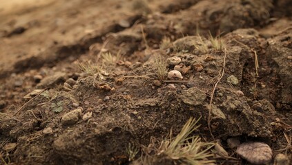 Limestone hill's soil composition and structure