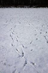 zima, śnieg, puch, biel, lód, mróz, kryształki, biało, ślady, © Estera