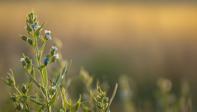 Linum tauricum subsp. tauricum, Linaceae. Spring wildflower capture