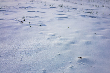 zima, śnieg, puch, biel, lód, mróz, kryształki, biało, ślady, © Estera