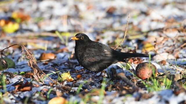 Eurasian common blackbird eats rotten apple, Turdus merula in winter, true thrush searching for food in the snow, black male bird with yellow bill