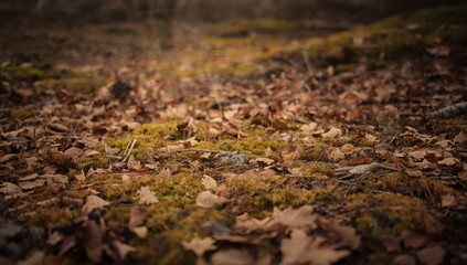 Fototapeta premium Littered, earthy forest ground covered in moss