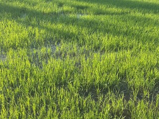 rice field in thailand