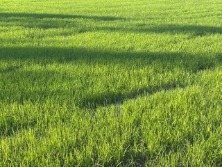 green rice field in thailand