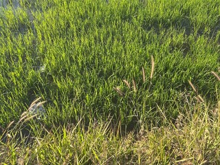 green grass in the field