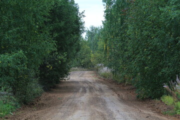 A narrow, winding dirt road overgrown with deciduous forest at the end of summer in the Kirov region of Russia.