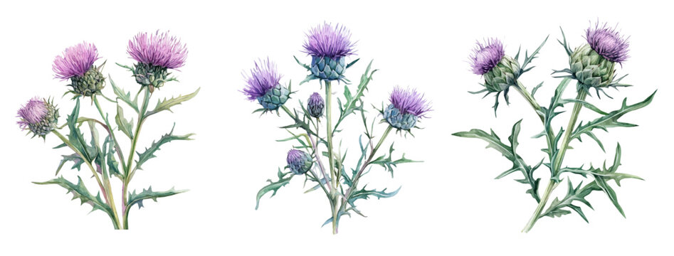Minimal yet artistic elements for creative designs. hand-drawn paint, Simple Illustration, A beautiful painting of milk thistle plant set, EPS format, isolated on a white background