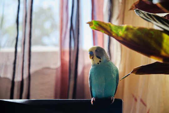 Blue Budgie Chirps on Branch