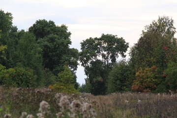 Obraz premium landscape with trees