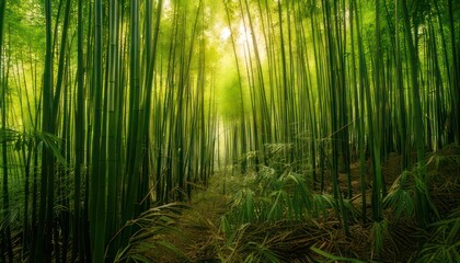 Lush bamboo forest with sunlight filtering through the canopy.