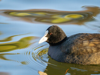 池を泳ぐオオバン