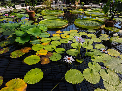 Europe, UK, England, London, Kew Gardens, lily pond