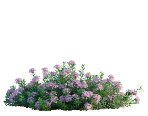 Daphne cneorum tree, front view, cutout, transparent background, isolate, architecture visualization, Blooming lilac shrub with vibrant purple flowers and lush green foliage
