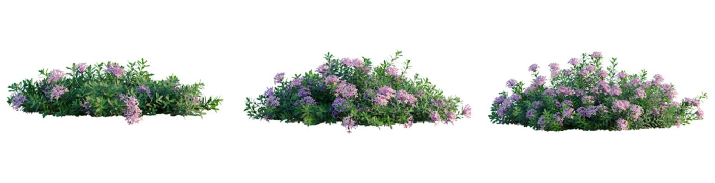 Daphne cneorum tree, front view, cutout, transparent background, isolate, architecture visualization, Lilac bush in full bloom, vibrant purple flowers, floral arrangement for spring designs