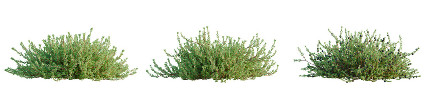 Empetrum nigrum tree, front view, cutout, transparent background, isolate, architecture visualization, Three Juniper Shrubs - Evergreen Conifer Plants with Detailed Foliage for Landscaping Designs