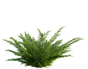 Juniperus sabina tree, front view, cutout, transparent background, isolate, architecture visualization, Vibrant Evergreen Shrub with Detailed Foliage - Perfect for Landscape Designs