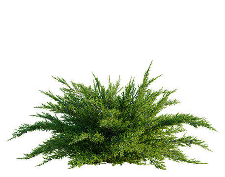 Juniperus sabina tree, front view, cutout, transparent background, isolate, architecture visualization, Juniper bush with blue berries - a vibrant green plant for landscaping designs