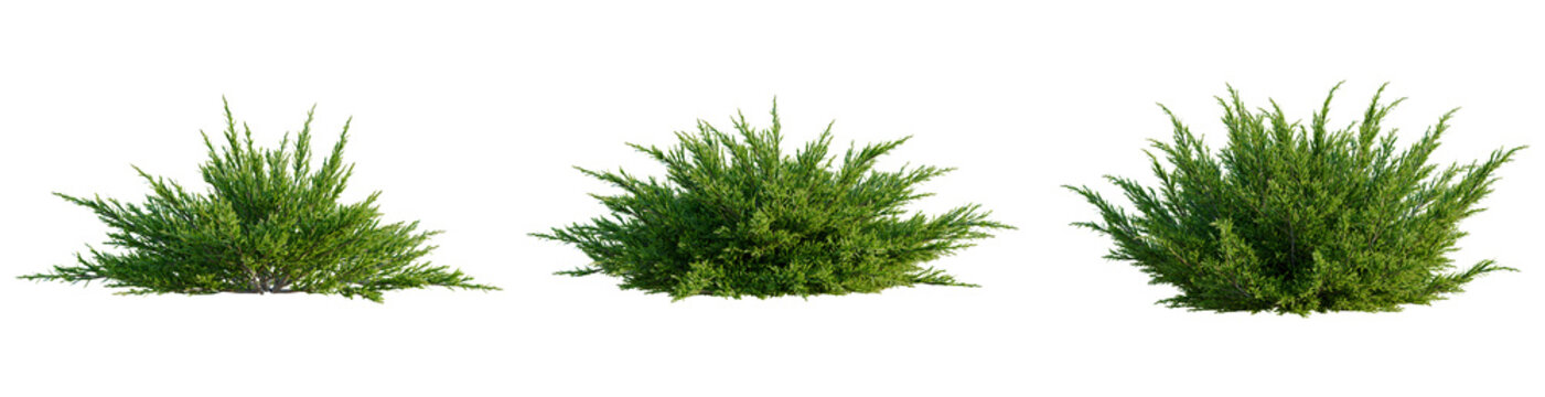 Juniperus sabina tree, front view, cutout, transparent background, isolate, architecture visualization, Green shrubbery collection for landscape design and garden scenes, png cutout