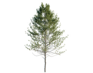 Pseudotsuga menziesi tree, front view, cutout, transparent background, isolate, architecture visualization, Delicate Aspen Tree with Lush Green Foliage on a Clean Background