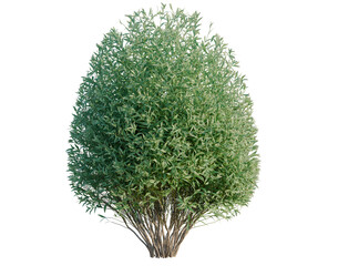 Salix purpurea tree, front view, cutout, transparent background, isolate, architecture visualization, Lush Green Bush with Detailed Foliage for Backgrounds and Botanical Designs