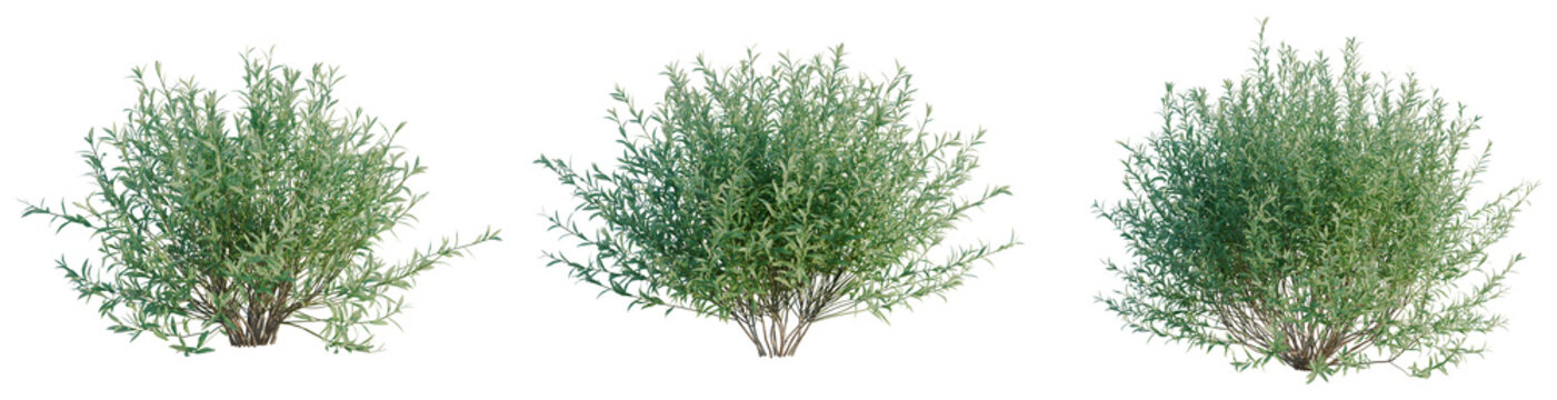 Salix purpurea tree, front view, cutout, transparent background, isolate, architecture visualization, Three vibrant green bushes, perfect for landscaping and botanical designs.