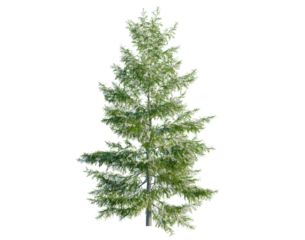 Tsuga heterophylla tree, front view, cutout, transparent background, isolate, architecture visualization, Realistic Fir Tree with Lush Green Foliage – Perfect for Seasonal Designs