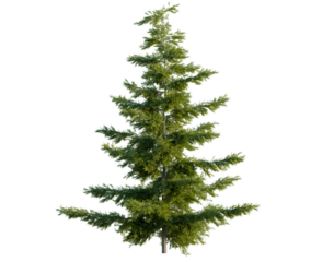 Tsuga mertensiana tree, front view, cutout, transparent background, isolate, architecture visualization, Realistic Coniferous Tree for Environmental Design and Landscape Visualizations