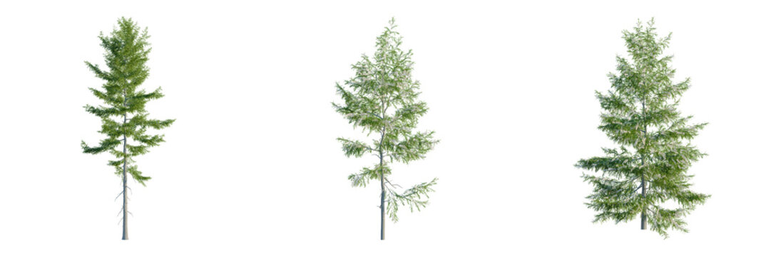 Tsuga heterophylla tree, front view, cutout, transparent background, isolate, architecture visualization, Three Evergreen Conifer Trees on a Clean Background - Forest Elements for Design