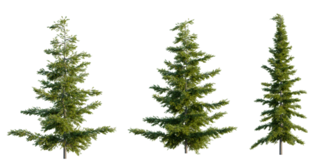 Tsuga mertensiana tree, front view, cutout, transparent background, isolate, architecture visualization, Three Evergreen Trees, Conifers, Forest Elements for Scenic Compositions
