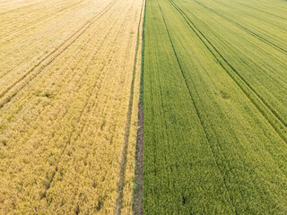 Aerial view of two contrasting agricultural fields, one golden and one green © Damyan Petkov