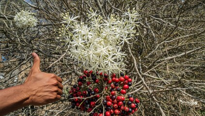 Karanda shrubs have long, thorny branches with clusters of small white flowers that emit a spear-shaped scent. Bright red to black fruits are edible