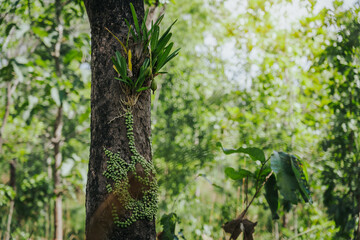 That the forest, with its direct authority and descriptions of trees of various sizes and branches, is mostly and often so.