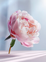 淡いピンクの牡丹のつぼみ一輪