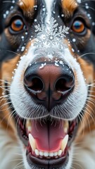 close dog face dog appears bernese mountain dog black brown white fur its nose covered snowflakes its mouth open wide showing its teeth background blurred making dog focal point