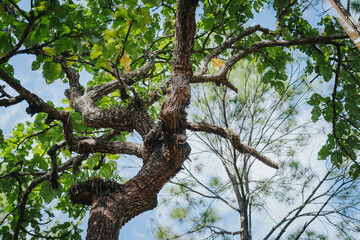 That the forest, with its direct authority and descriptions of trees of various sizes and branches, is mostly and often so.