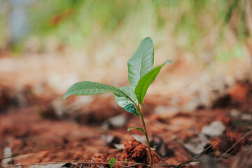A tiny seedling is sprouting from the ground, with a few pale green leaves and a delicate stem. The backdrop is a hazy natural landscape bathed in soft sunlight, making the image bright and warm.